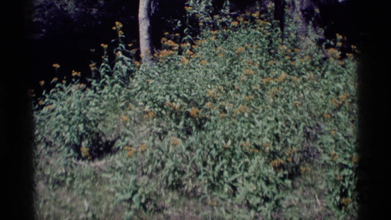 Dense green vegetation with small yellow flowers near tree trunks in shade.
