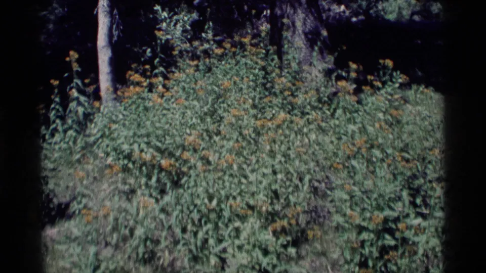 1975 8mm Minaret Wilderness frame showing tall plants with yellow flower clusters across a forested patch.