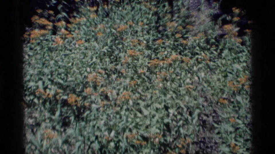 1975 8mm Minaret Wilderness close view of thick wildflower growth with scattered yellow blooms and soft archive texture.