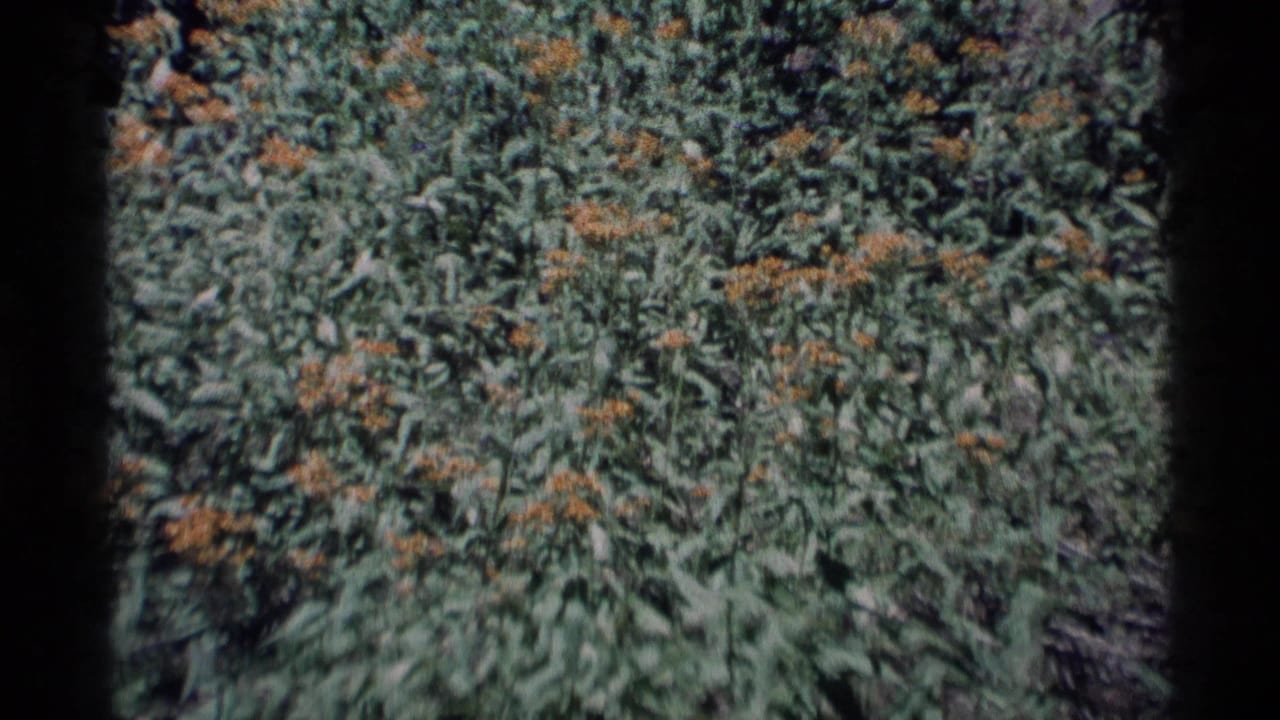 1975 Minaret Wilderness 8mm frame showing dense green plants and small orange-yellow wildflower clusters in soft focus.