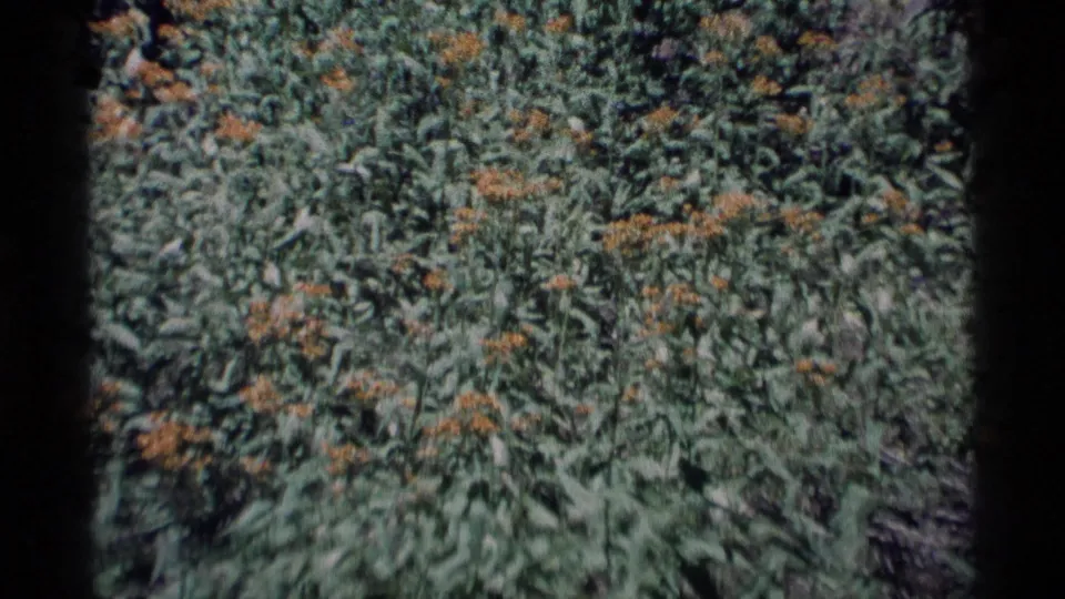 1975 Minaret Wilderness 8mm frame showing dense green plants and small orange-yellow wildflower clusters in soft focus.