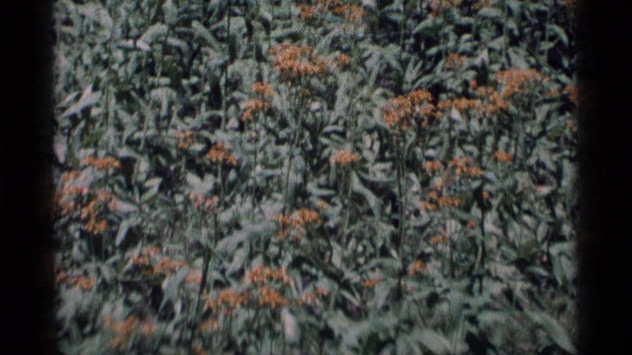 Dense wildflower plants with orange-yellow blooms framed by dark film borders.