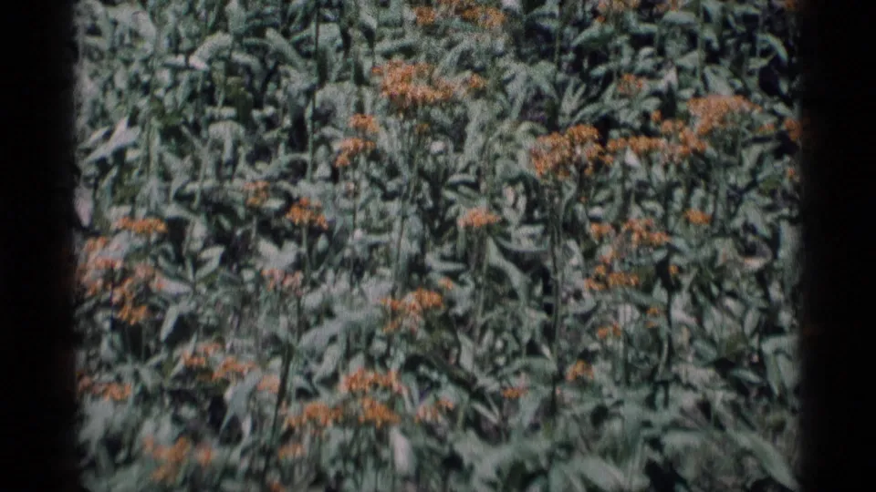 Soft 8mm view of Minaret Wilderness foliage with orange-yellow wildflowers, likely moving slightly in the breeze.