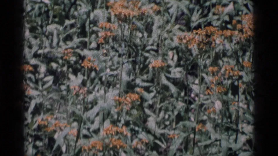 1975 California wilderness home-movie frame with clusters of orange-yellow flowers rising above green foliage.