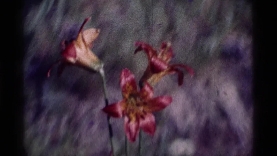 Close 8mm frame of pink blossoms in the Minaret Wilderness footage, with a soft blurred natural background.
