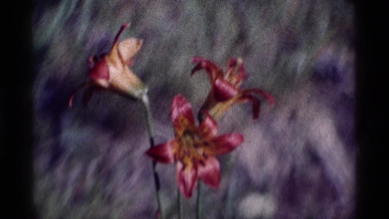 Pink and yellow wildflowers in soft focus against a blurred purple-green background.