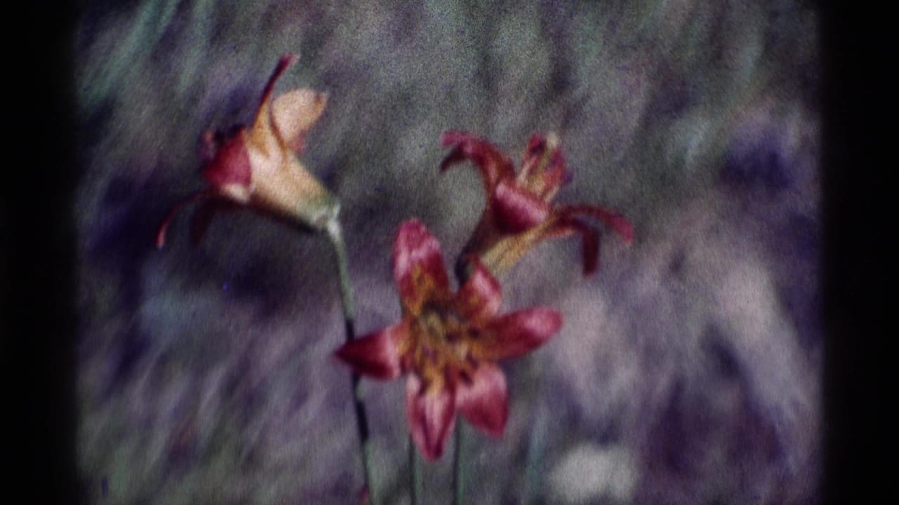 1975 California wilderness home-movie frame showing pink wildflowers and yellow centers in shallow focus.