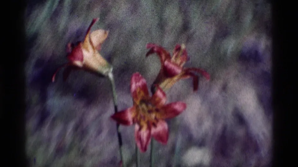 1975 California wilderness home-movie frame showing pink wildflowers and yellow centers in shallow focus.