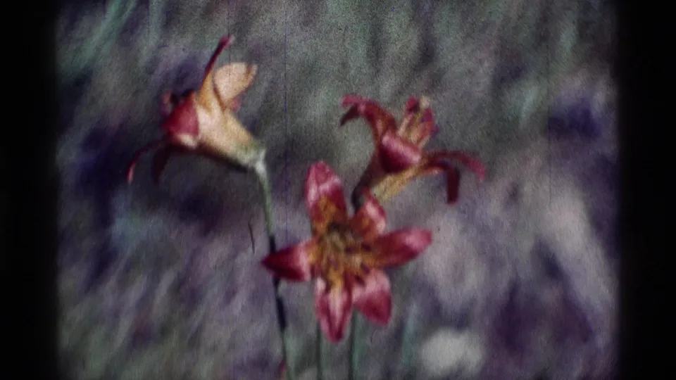 8mm close-up from Minaret Wilderness showing wildflowers drifting in the breeze against blurred vegetation.