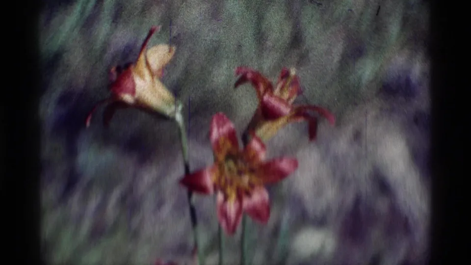 1975 8mm nature frame of pink and yellow wildflowers in Minaret Wilderness, softened by grain and shallow focus.