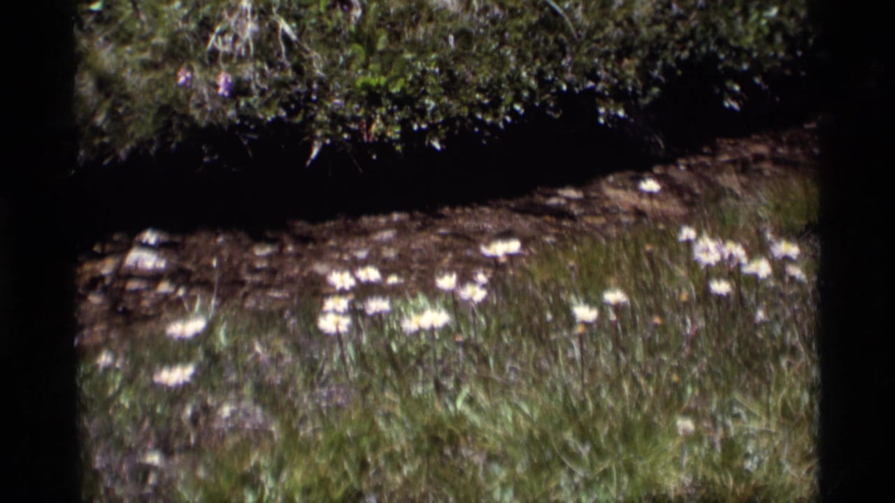 1975 8mm Minaret Wilderness frame showing white wildflowers scattered through green grass under a dark leafy upper edge.