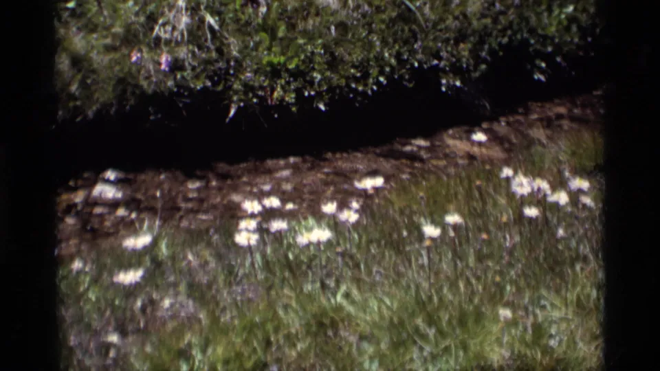 1975 8mm Minaret Wilderness frame showing white wildflowers scattered through green grass under a dark leafy upper edge.