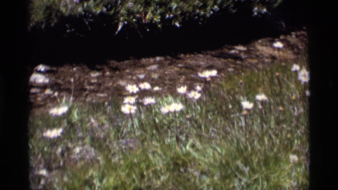 1975 California wilderness meadow frame with small white blooms, green grass, and a dark natural border across the top.