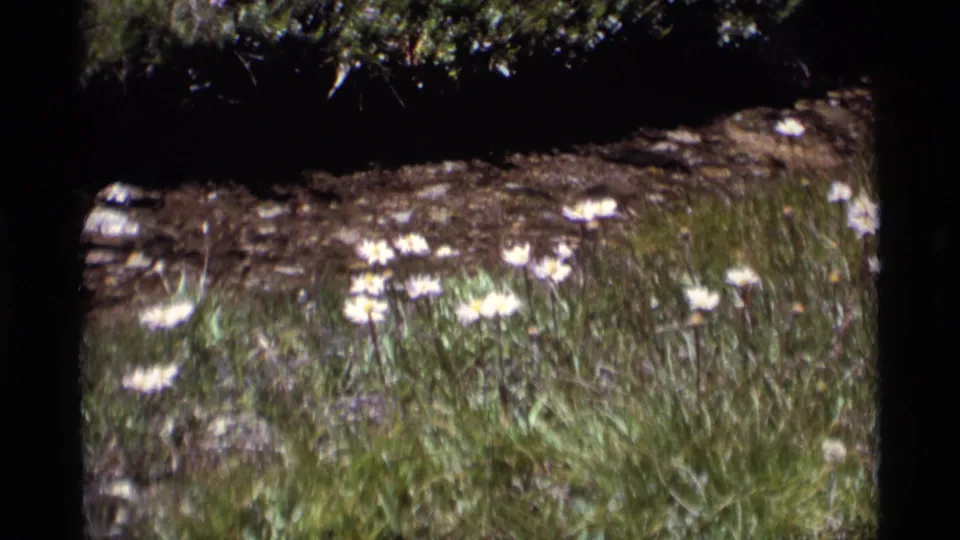 1975 California wilderness meadow frame with small white blooms, green grass, and a dark natural border across the top.