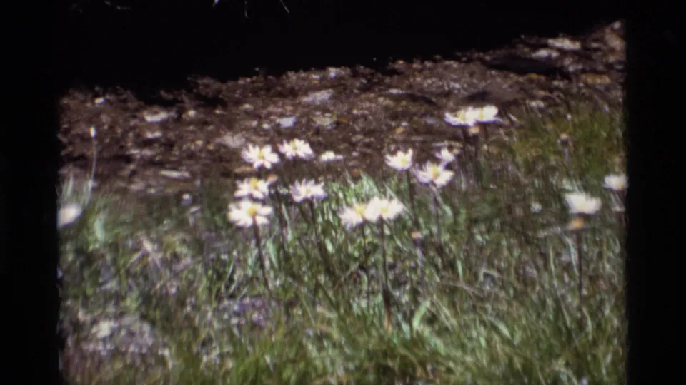 1975 8mm wilderness close view of daisy-like white flowers with yellow centers among grass and exposed soil.