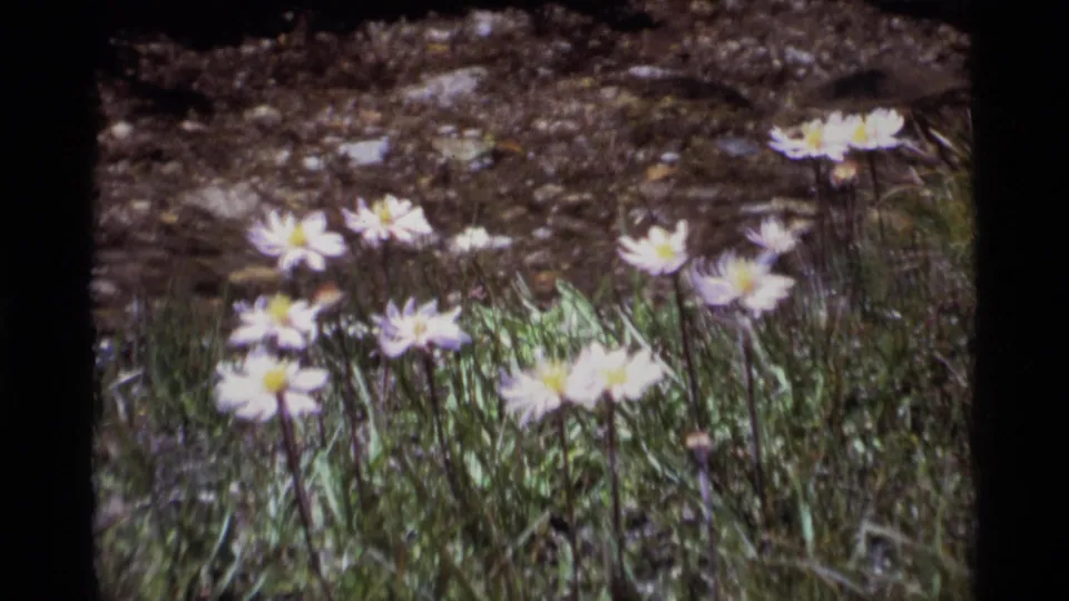 1975 Minaret Wilderness frame showing a closer cluster of white wildflowers with yellow centers in green meadow grass.