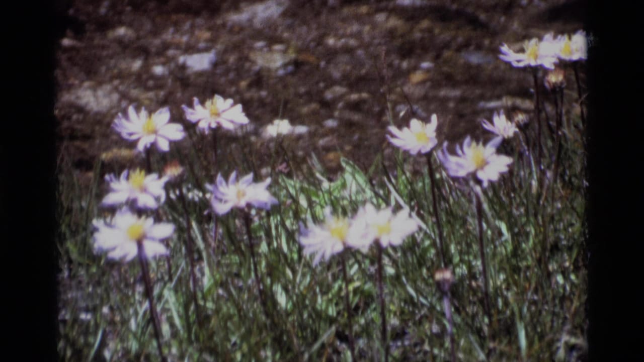 1975 8mm frame from Minaret Wilderness showing pale wildflowers with yellow centers among meadow grass and dark soil.