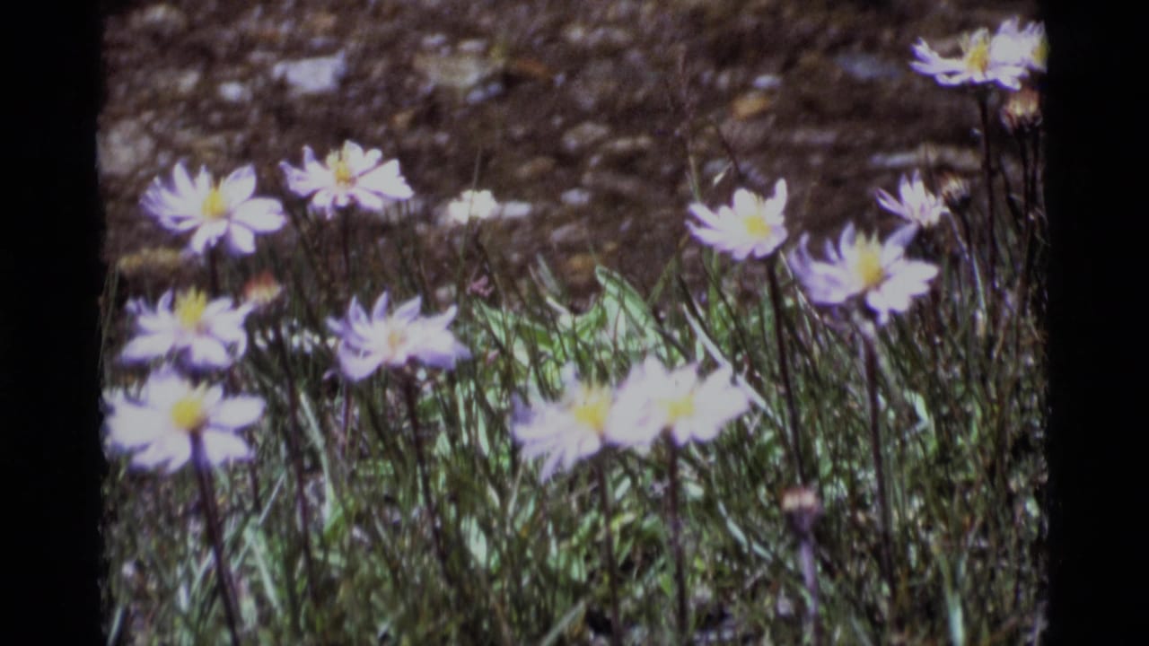Soft 8mm view of pale wildflowers in Minaret Wilderness, with yellow centers, grass, and dark meadow ground behind them.