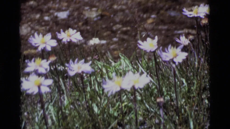 Soft 8mm view of pale wildflowers in Minaret Wilderness, with yellow centers, grass, and dark meadow ground behind them.