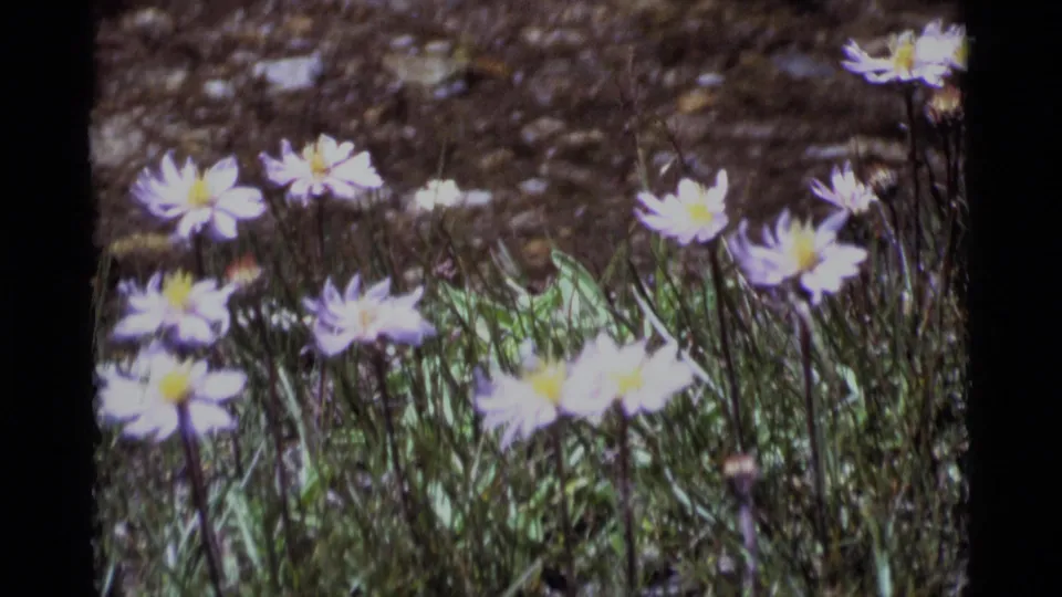 1975 California wilderness home-movie frame with pale daisy-like blooms, grass, and a softly exposed meadow background.