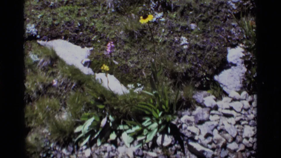 Rocky Minaret Wilderness meadow detail with pale stones, low green plants, small yellow flowers, and one pale bloom in the background.