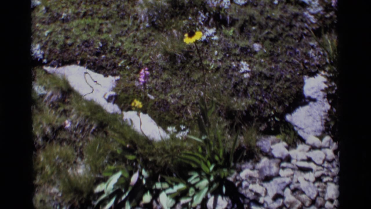 Yellow wildflower on a rocky mossy hillside with pale stones and green leaves.