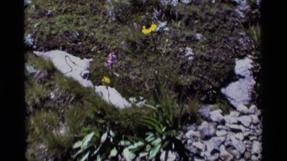 1975 8mm frame from Minaret Wilderness showing a yellow wildflower above moss, rocks, and low green plants.