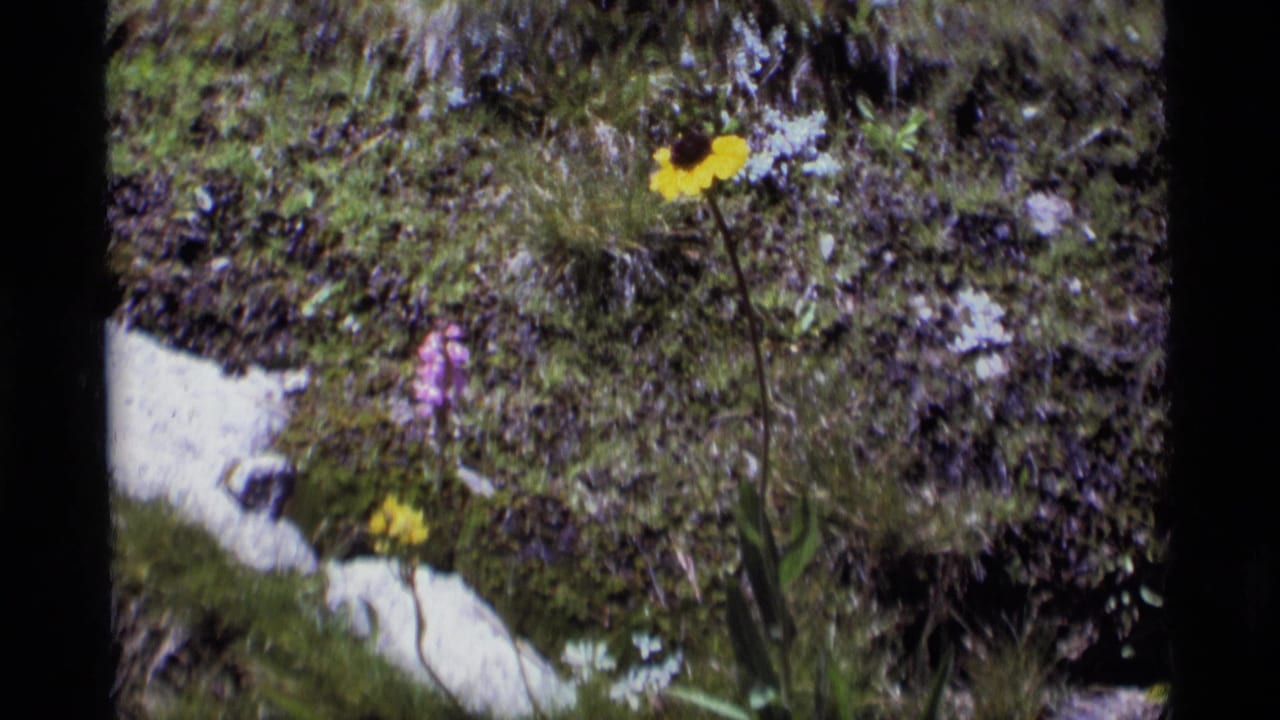 1975 Minaret Wilderness frame with a yellow wildflower stem rising from a mossy rocky slope beside purple blossoms.