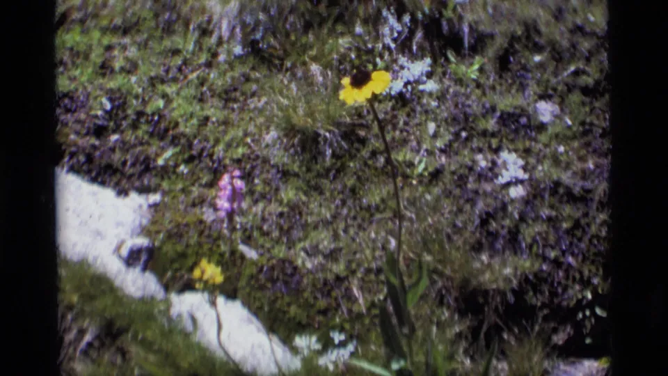 1975 Minaret Wilderness frame with a yellow wildflower stem rising from a mossy rocky slope beside purple blossoms.