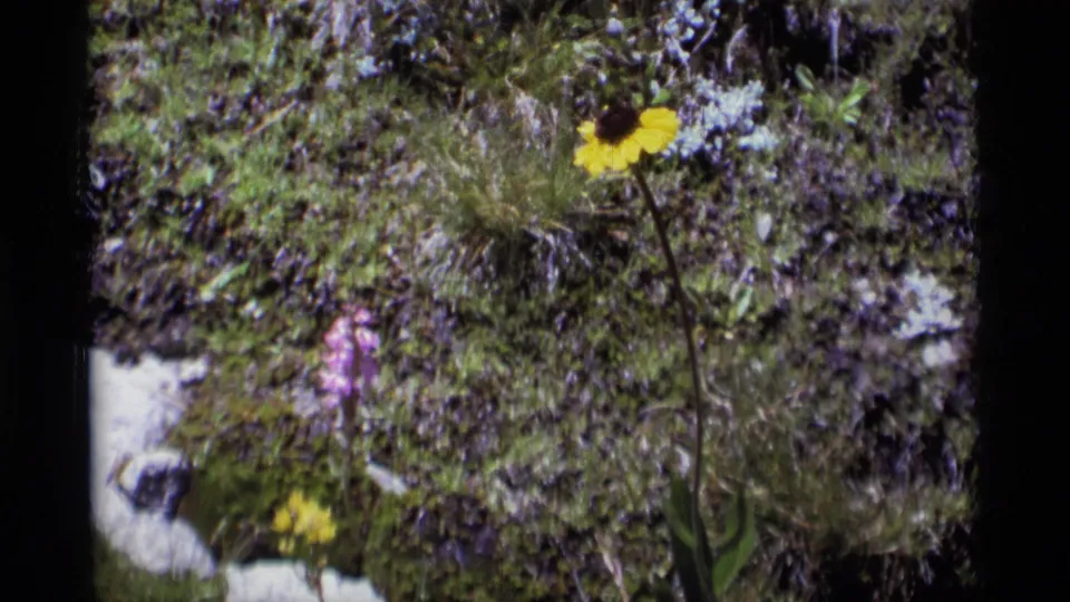 1975 8mm wilderness frame showing a yellow flower near purple blossoms and pale rocks on a green hillside.