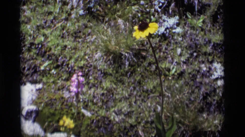 1975 Minaret Wilderness frame of a yellow wildflower set against moss, stones, grasses, and small purple blooms.