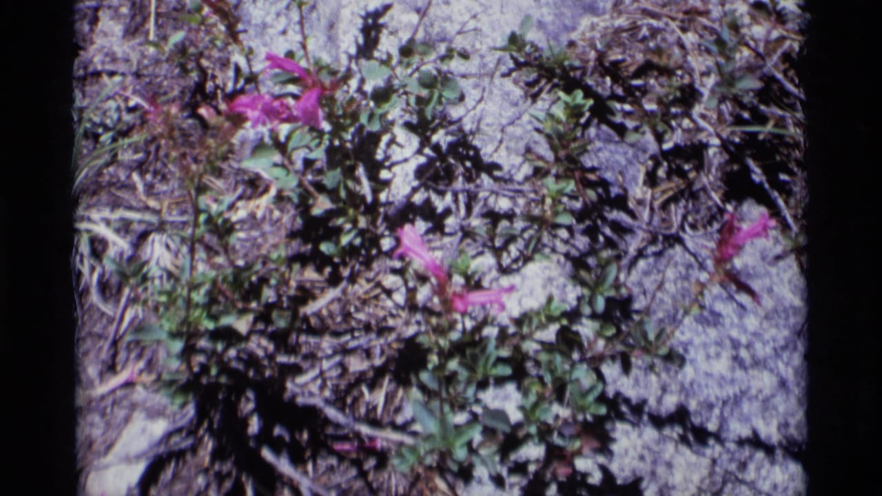 1975 8mm frame from Minaret Wilderness showing pink wildflowers in rocky ground with green foliage and film borders.