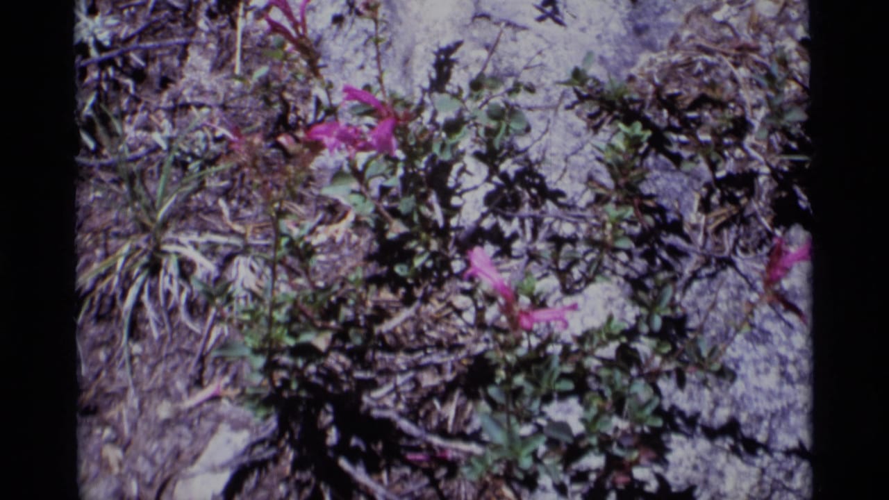 Close 8mm view of pink wildflowers and low foliage in rocky Minaret Wilderness terrain, with soft focus and grain.