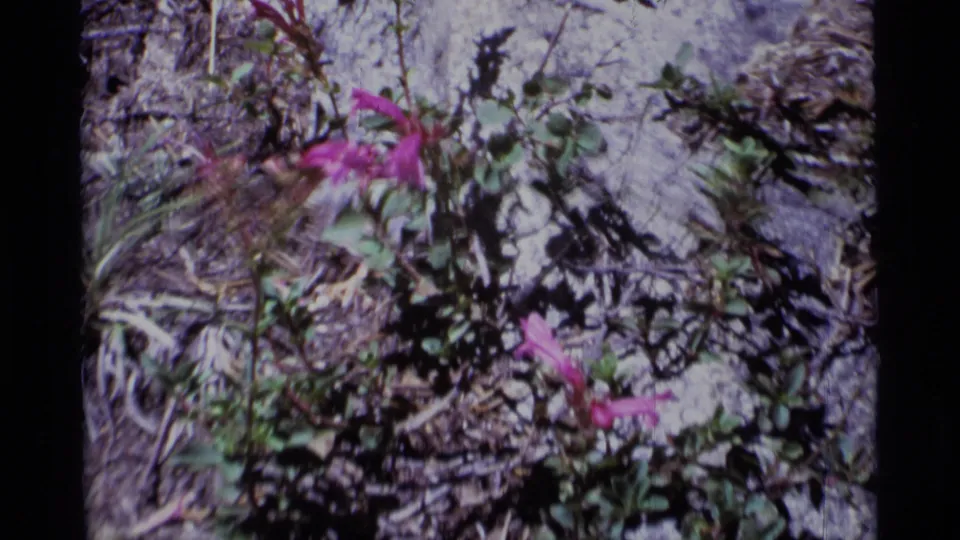 Vintage 8mm frame showing pink mountain wildflowers among rocks, leaves, and dry stems in California wilderness terrain.