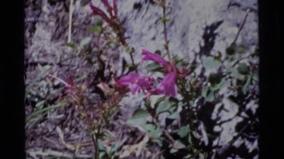 Close 1975 8mm view of pink wildflowers in Minaret Wilderness, with saturated color, soft focus, and visible film texture.