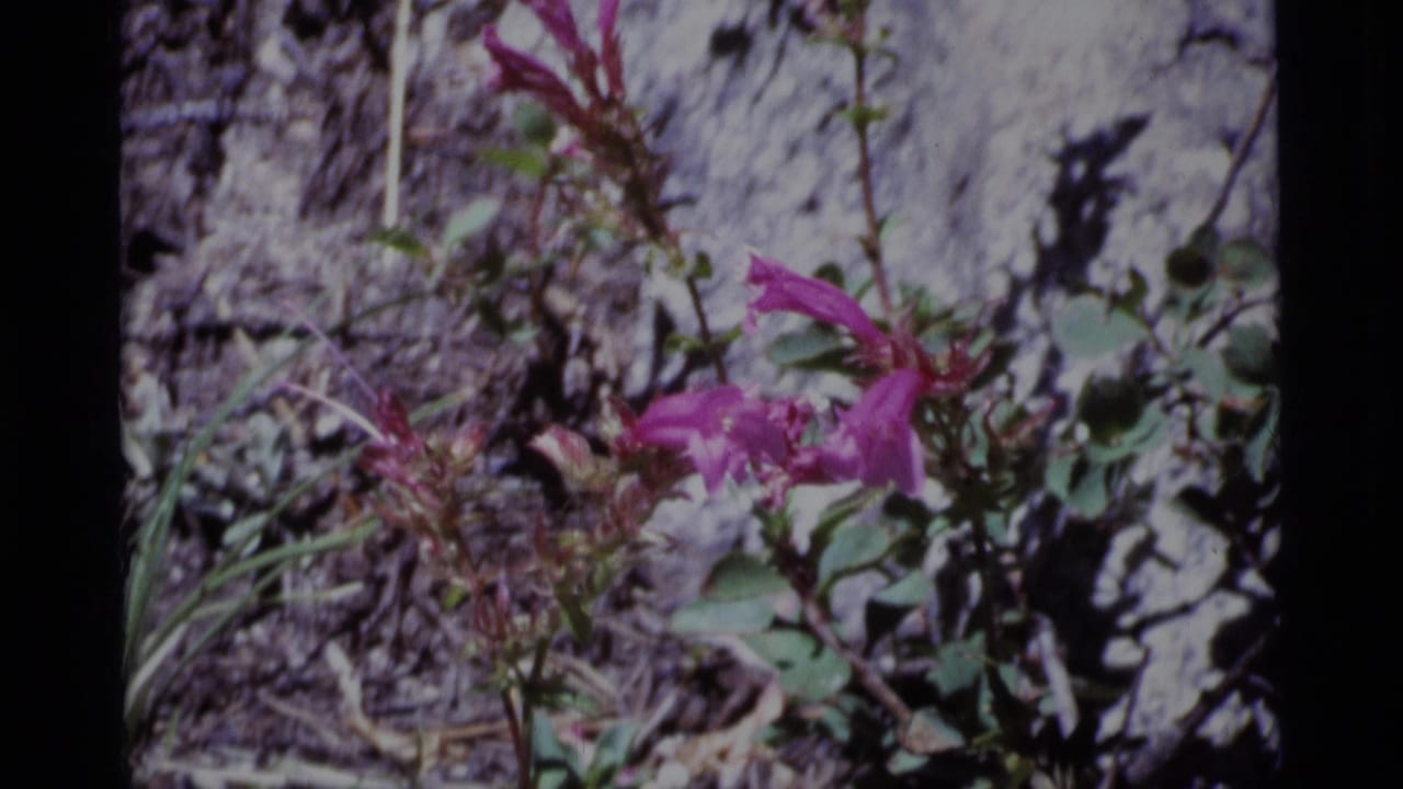 Close 1975 8mm view of pink wildflowers among rocks and sparse greenery in Minaret Wilderness, California.