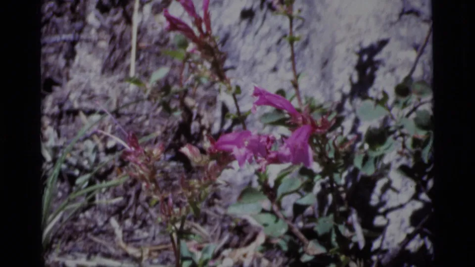 Close 1975 8mm view of pink wildflowers among rocks and sparse greenery in Minaret Wilderness, California.