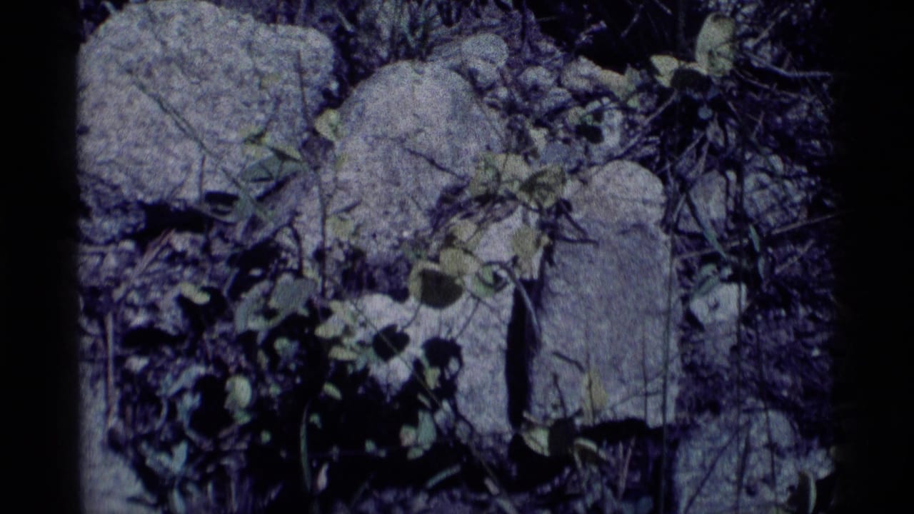 Low plants growing around pale rocks in shadowed rocky ground.
