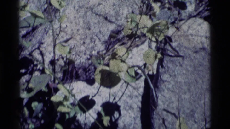 Close 1975 8mm view of pale rocks, low green plants, and dry vegetation in Minaret Wilderness, California.