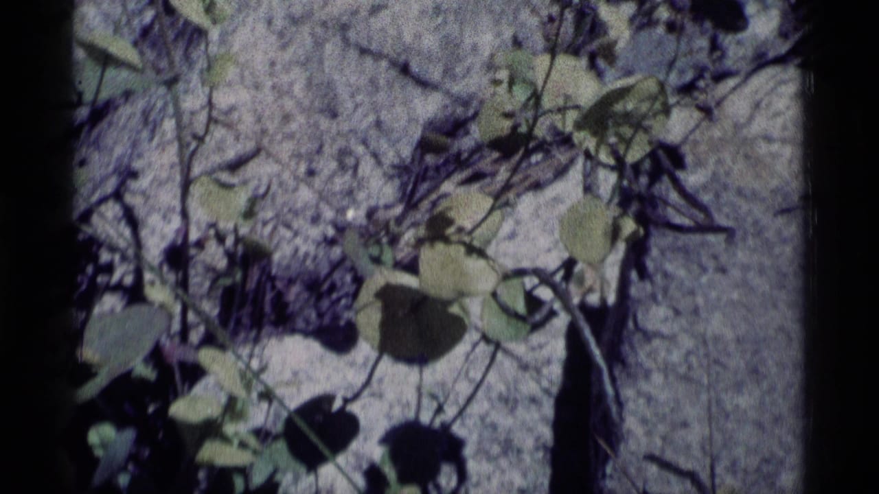1975 8mm frame from Minaret Wilderness showing ivy-like leaves, thin branches, and rough gray rock under mottled sunlight.
