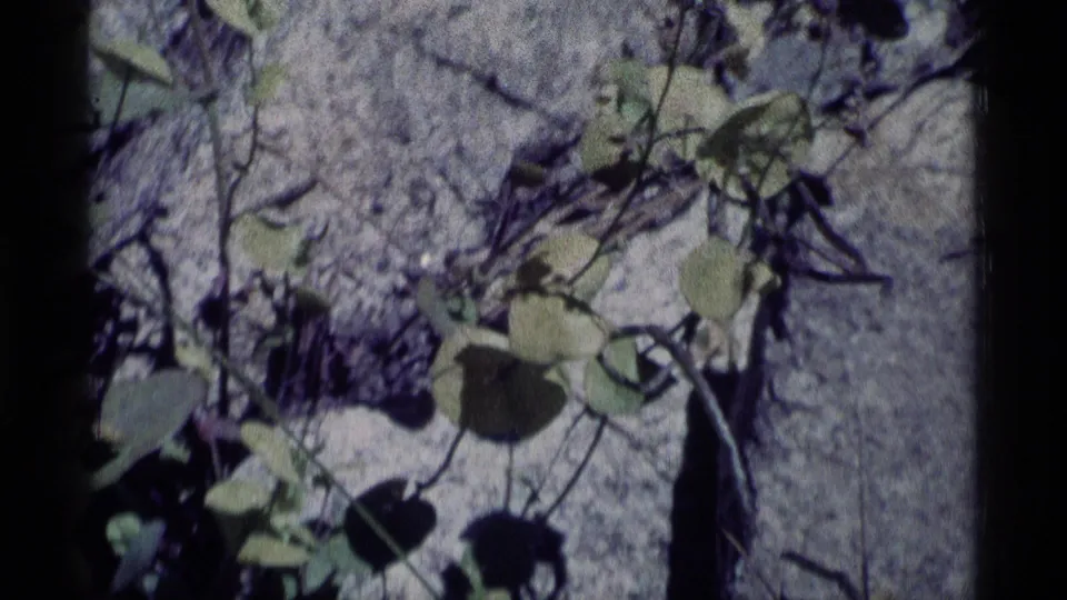 1975 8mm frame from Minaret Wilderness showing ivy-like leaves, thin branches, and rough gray rock under mottled sunlight.