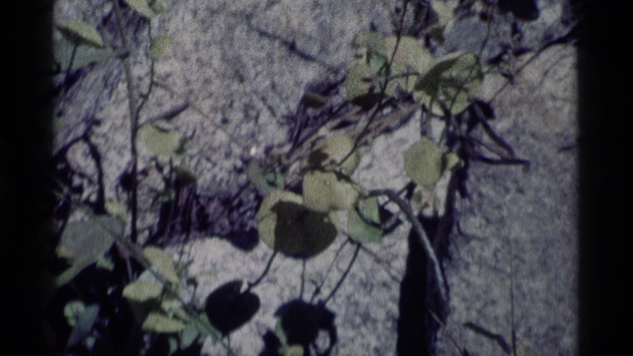 Close view of leaves, thin branches, and gray rock with dark film edges.