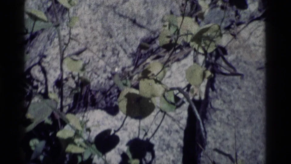 1975 Minaret Wilderness home-movie frame with green leaves and thin branches resting over a gray rock face.