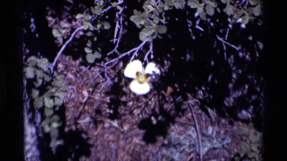 1975 8mm close-up in Minaret Wilderness showing a small white flower with a yellow center on the forest floor.
