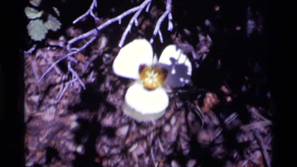 Soft 1975 Minaret Wilderness frame of a white flower with a yellow center surrounded by dark soil, leaves, and branches.