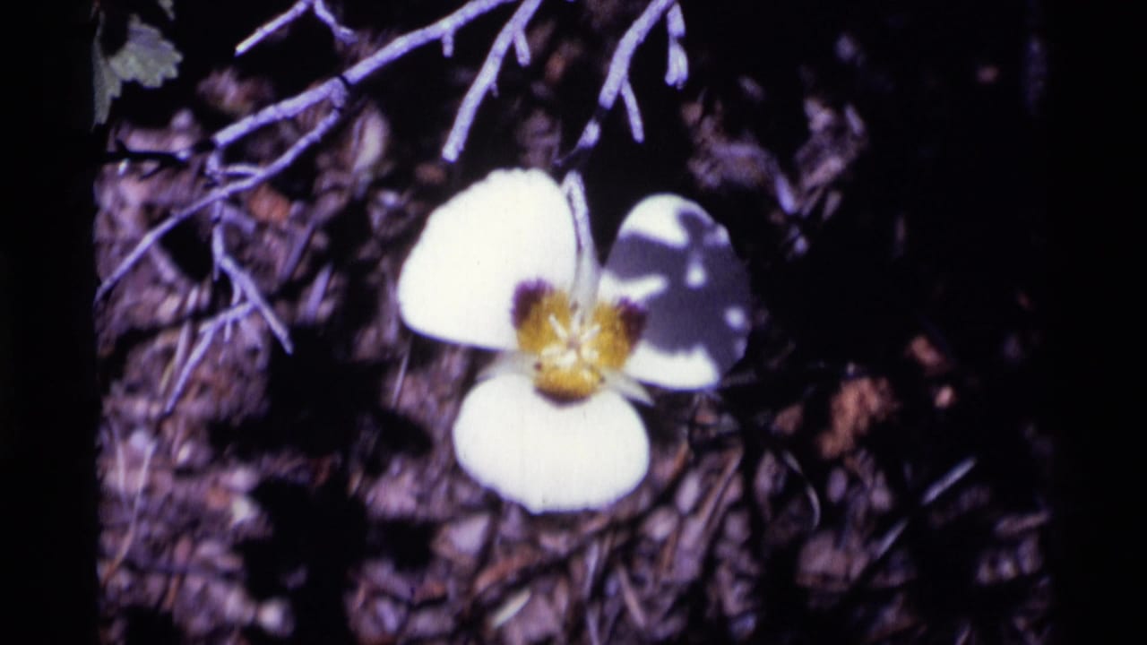 Close-up of a white wildflower with a yellow center in Minaret Wilderness, California, from 1975 8mm home-movie footage.