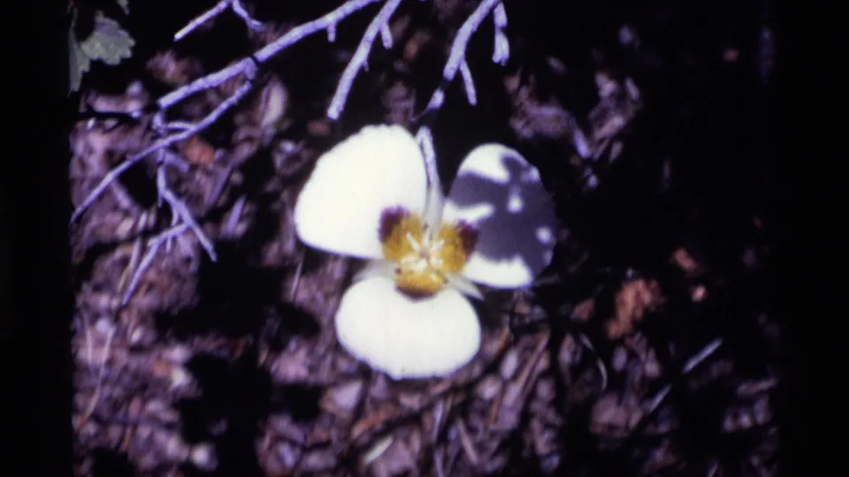 Close-up of a white wildflower with a yellow center in Minaret Wilderness, California, from 1975 8mm home-movie footage.