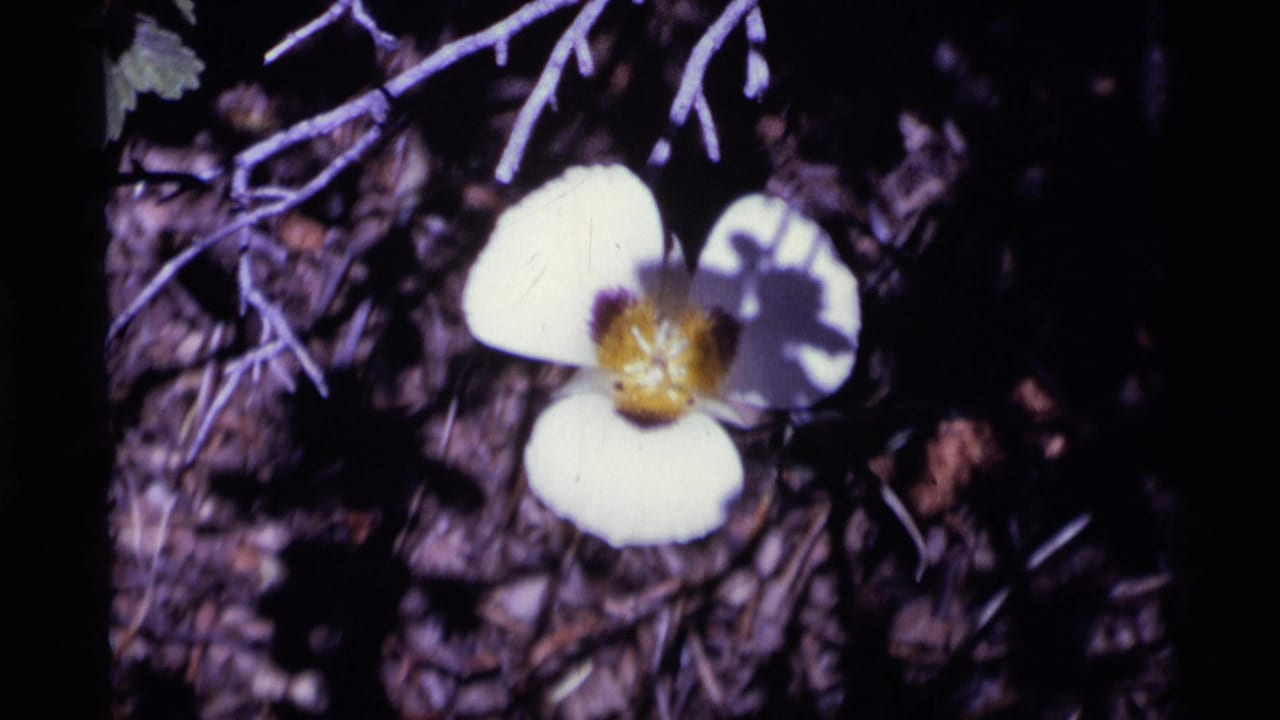 White flower with rounded petals and yellow center beside pale twigs.