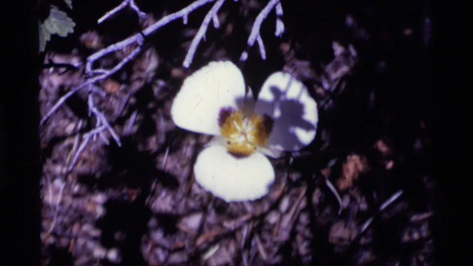 White wildflower seen in close-up against dark woodland ground in 1975 Minaret Wilderness 8mm footage.
