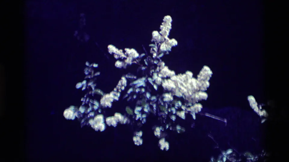 Cluster of pale wildflower stalks recorded in Minaret Wilderness, California, with dark underexposed 8mm color behind them.